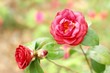 camellia