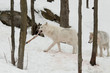 wolves with prey