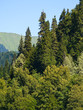 Subtropical mountain plants