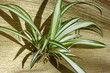 phalangère, chlorophytum, chlorophytum comosum