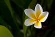 Fleur de frangipanier