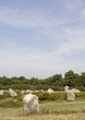 Alignments von Carnac