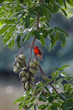 Cardinal, oiseau de l'île Maurice