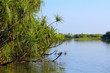 Australian river with pandanus trees Australian river with pandanus trees
