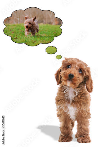 Photo: Puppy thinking about going for a walk Puppy thinking about going for a walk