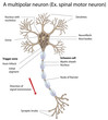 Motor neuron, detailed and accurate, eps10, labeled
