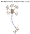 Motor neuron, detailed and accurate, non-labeled version, eps10
