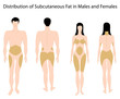 Photos : Subcutaneous fat distribution in human, eps8