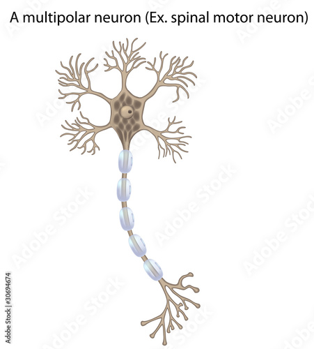 Vector: Motor neuron, detailed and accurate, non-labeled version, eps10 Motor neuron, detailed and accurate, non-labeled version, eps10