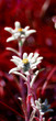Edelweiss