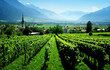 vignes