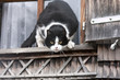 Chat craintif