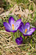 Foto: Krokus Krokus