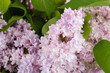 Lilac bouquet