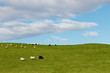 Sheep on grass hill