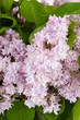 Lilac bouquet