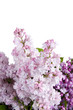 Lilac bouquet