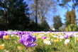 Blumenwiese im März / Meadow in March Blumenwiese im März / Meadow in March