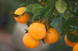 Orangenbaum