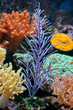 Anemone