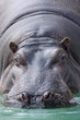 カバ (東京・上野動物園)