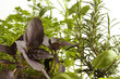 Erbe aromatiche