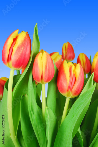 Photo: Tulpen Tulpen