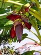 Banana palm.