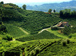 paesaggio collinare con vigne di prosecco