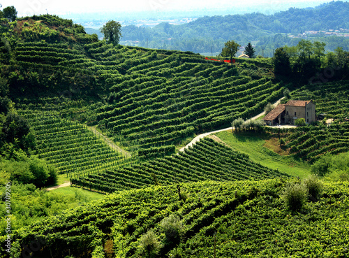 Photo: paesaggio collinare con vigne di prosecco paesaggio collinare con vigne di prosecco