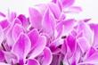 Pink flower background Pink flower background