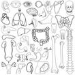 Internal organs, vector illustration, eps10