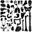 Internal organs, vector illustration, eps10