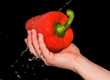 red pepper in a female hand with a spray of water