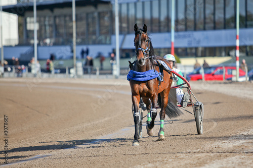 Photo: pferde sport pferde sport
