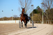 horse racing harness