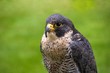 Peregrine falcon ('Falco peregrinus') Peregrine falcon ('Falco peregrinus')