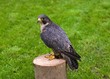Peregrine falcon ('Falco peregrinus')