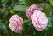 camellia