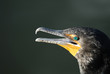 Cormorant