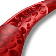 Red blood cells flowing through a vein and artery