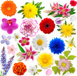 set of flowers