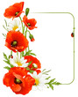 Vector flower frame 8. Poppy and Camomile Vector flower frame 8. Poppy and Camomile