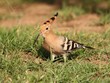 Hoopoe in the grass. Side-view.