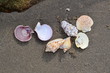 Seashells on the Beach