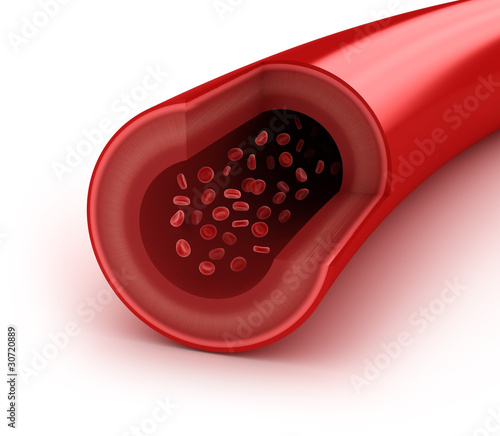 Photo: Blood vessel sliced macro with erythrocytes. Isolated on white Blood vessel sliced macro with erythrocytes. Isolated on white