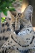 Serval Wild Cat