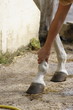 massage jambe de cheval