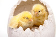 Yellow chick