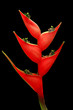 Red bird of paradise flower isolate in black background Red bird of paradise flower isolate in black background